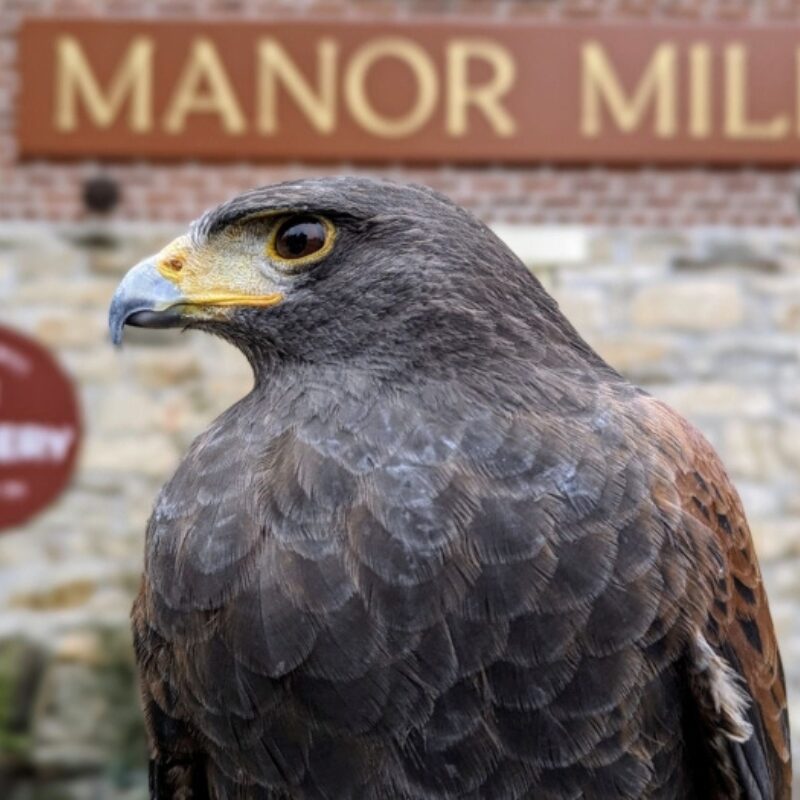 Hunting with Hawks (Hosted by Maryland School of Falconry)