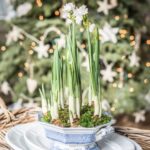 Living holiday centerpiece with Spore and Seed