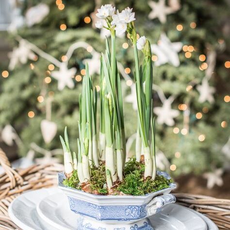 Living holiday centerpiece with Spore and Seed