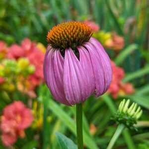 Coneflower