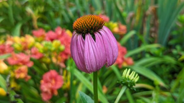 Coneflower