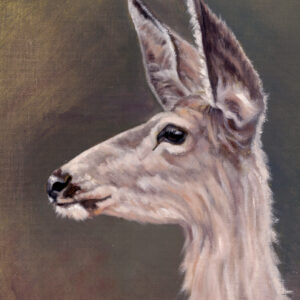 Judy Lalingo Mule Deer-Young Doe300dpi.jpg