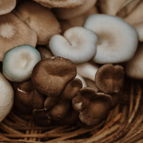 Shiitake Log Inoculation with Spore and Seed: $85 ($65 instruction fee, $20 material fee)